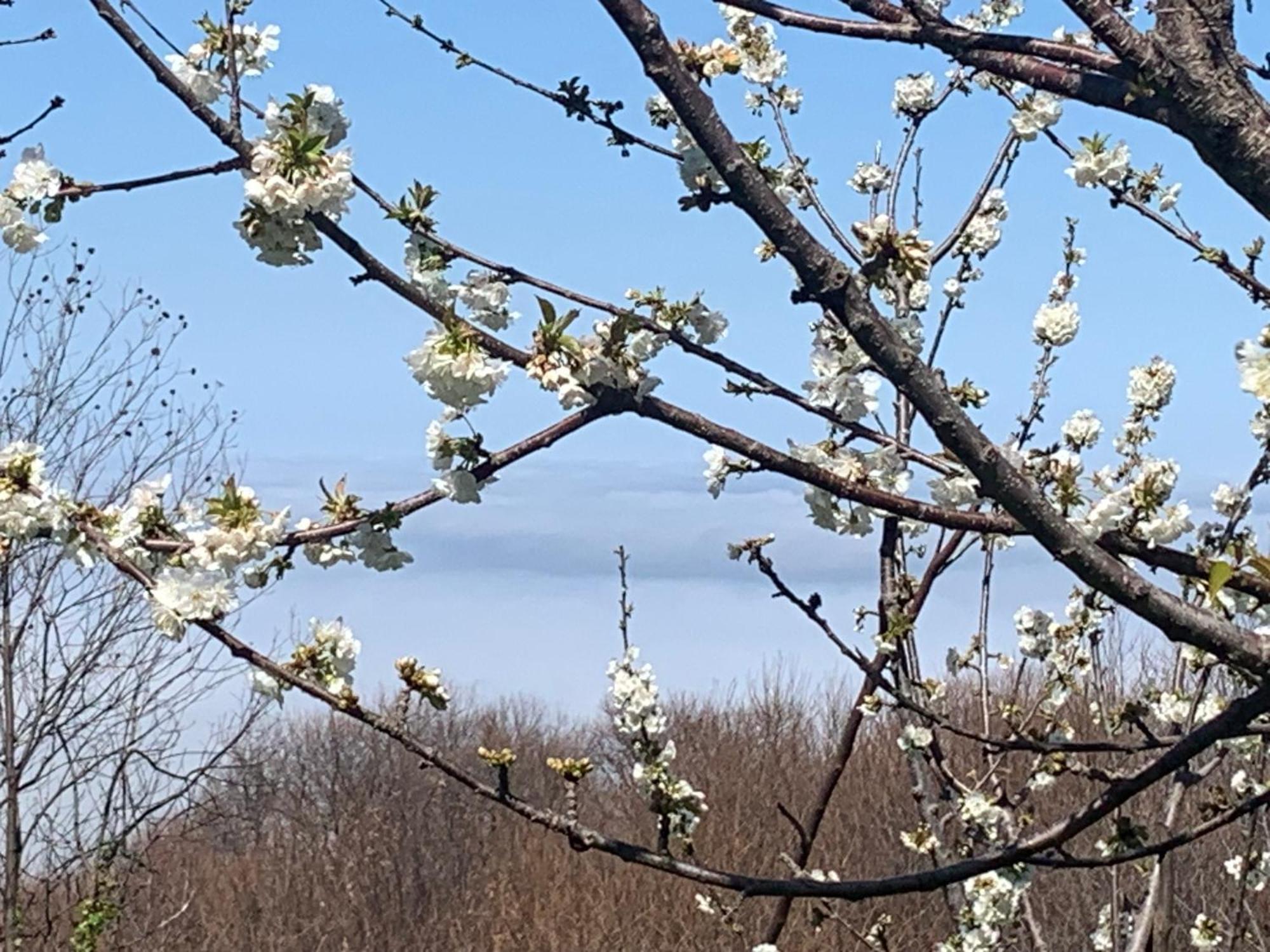 차가라다 Pelion 7 Lives 빌라 외부 사진